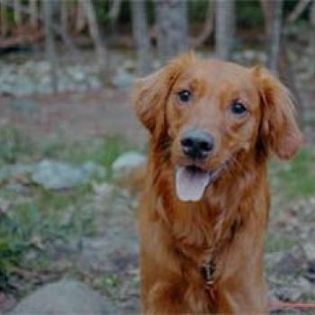 Pet Friendly Rentals