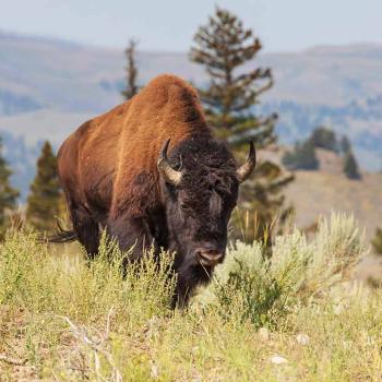 Yellowstone National Park