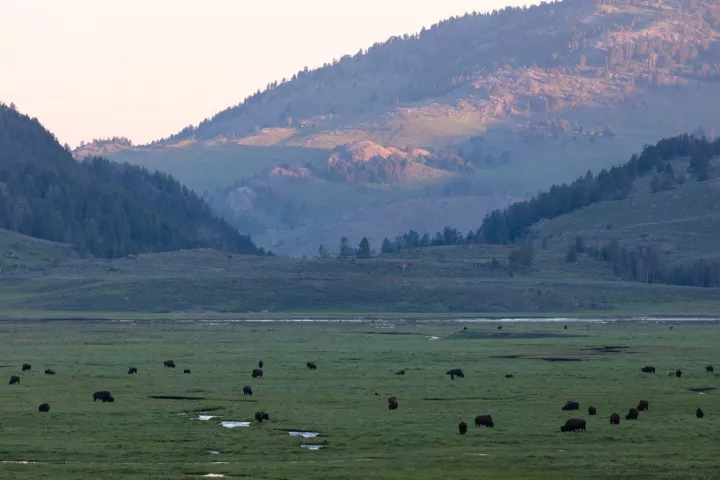 Bison grazing across Lamar Valley at sunrise below the mountains
