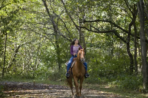 A rider on a horse on a forest trail