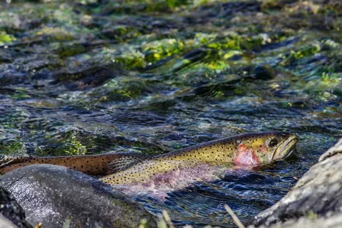 Fly Fishing