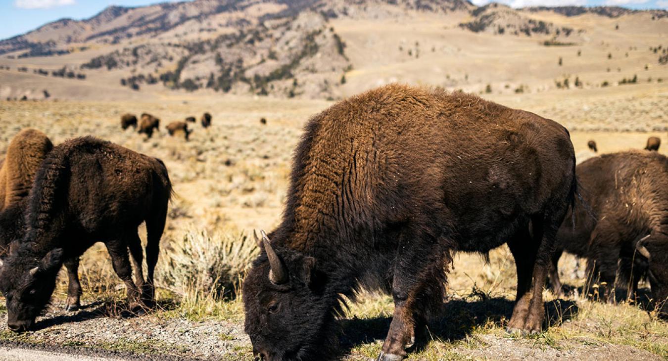 Fall Yellowstone Bison