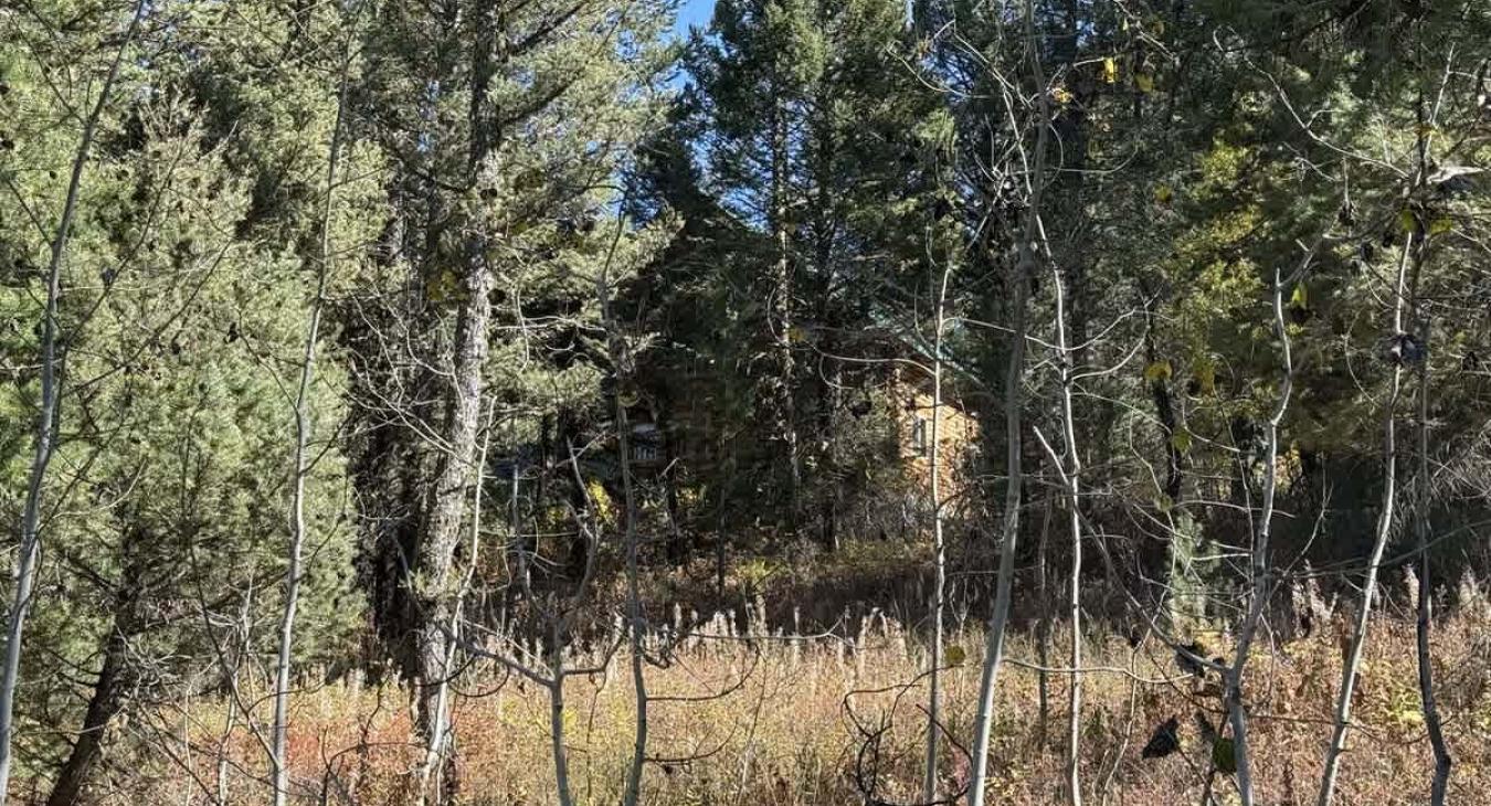 The cabin is surrounded by towering pine trees.