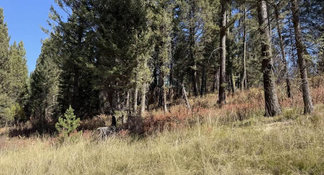 Beautiful view of the forest just beyond.