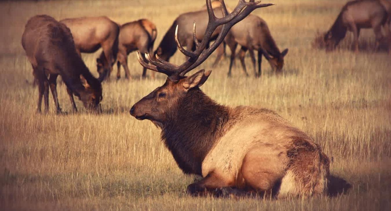 Elk can be spotted in Yellowstone Country also!