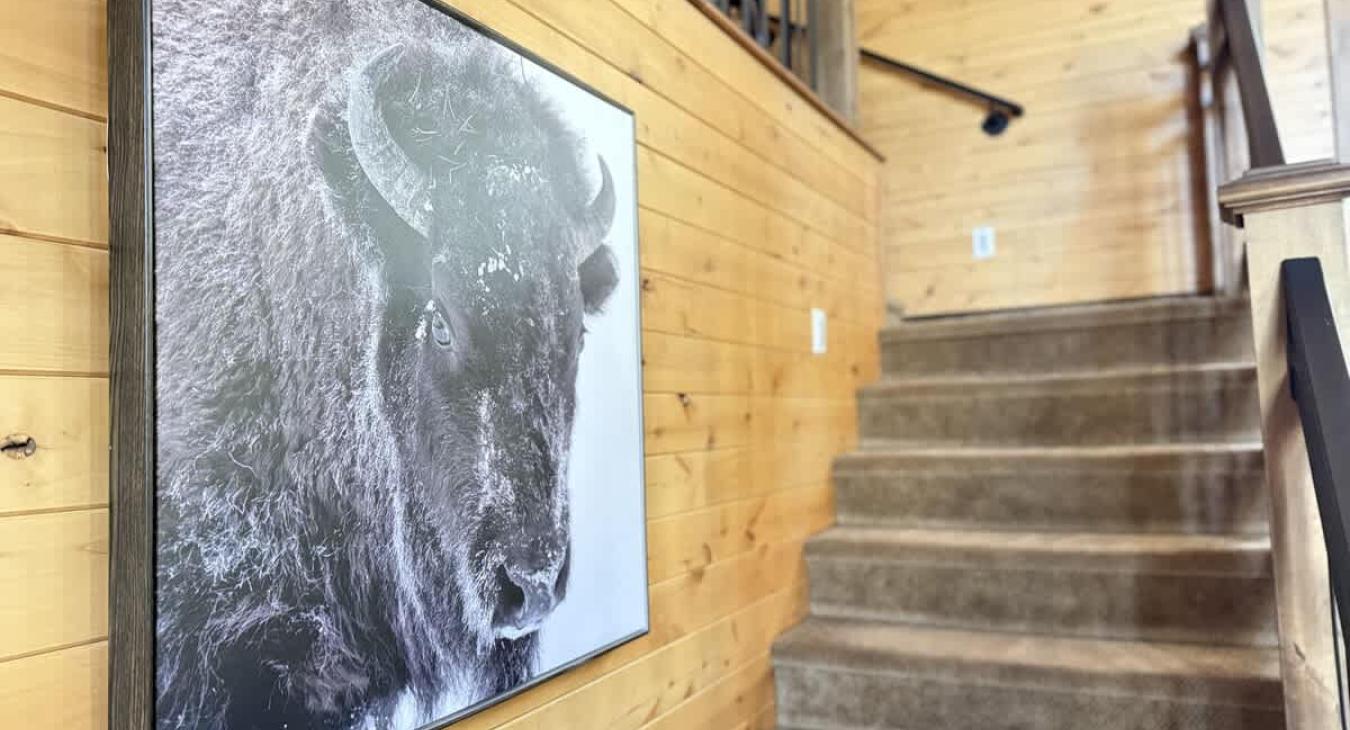 Beautiful buffalo art work.