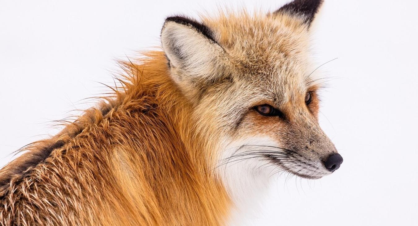 Wildlife that can be spotted in Island Park.