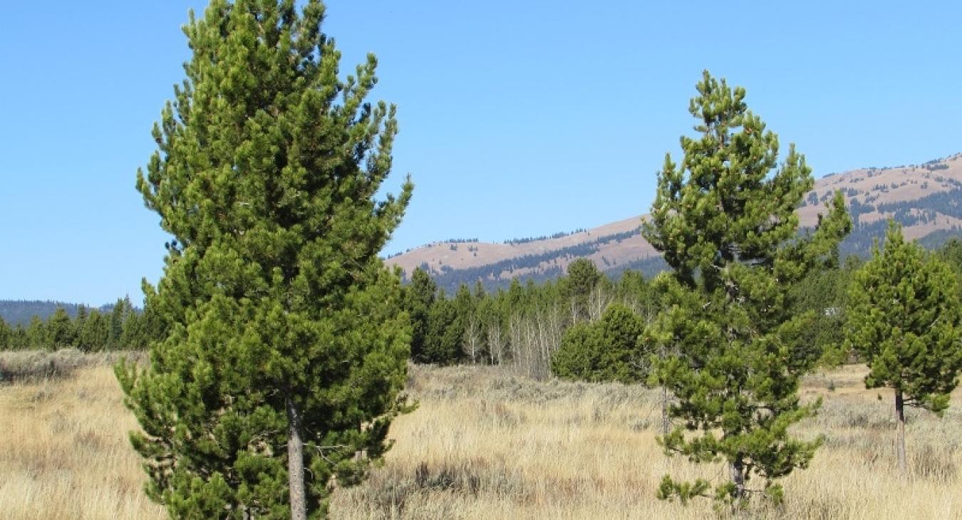 Beautiful landscape nearby.