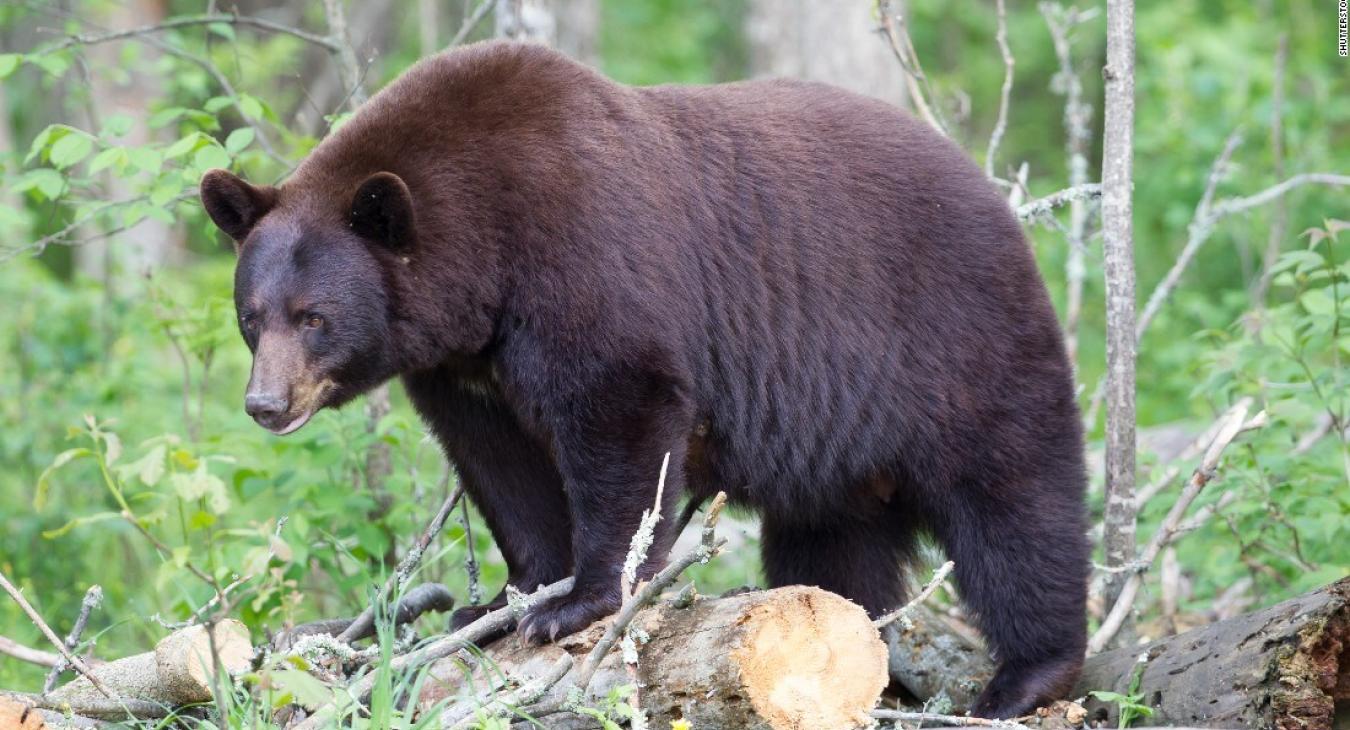 Wildlife that you might see on your trip.