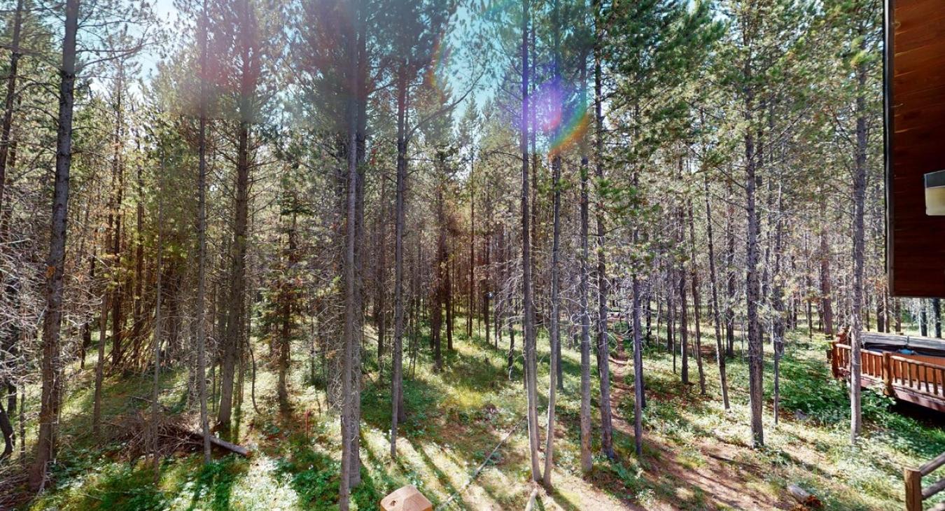 Beautiful aspen trees scenery.