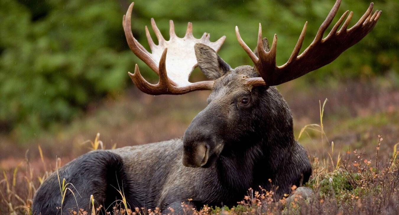Wildlife that you may encounter on your trip.