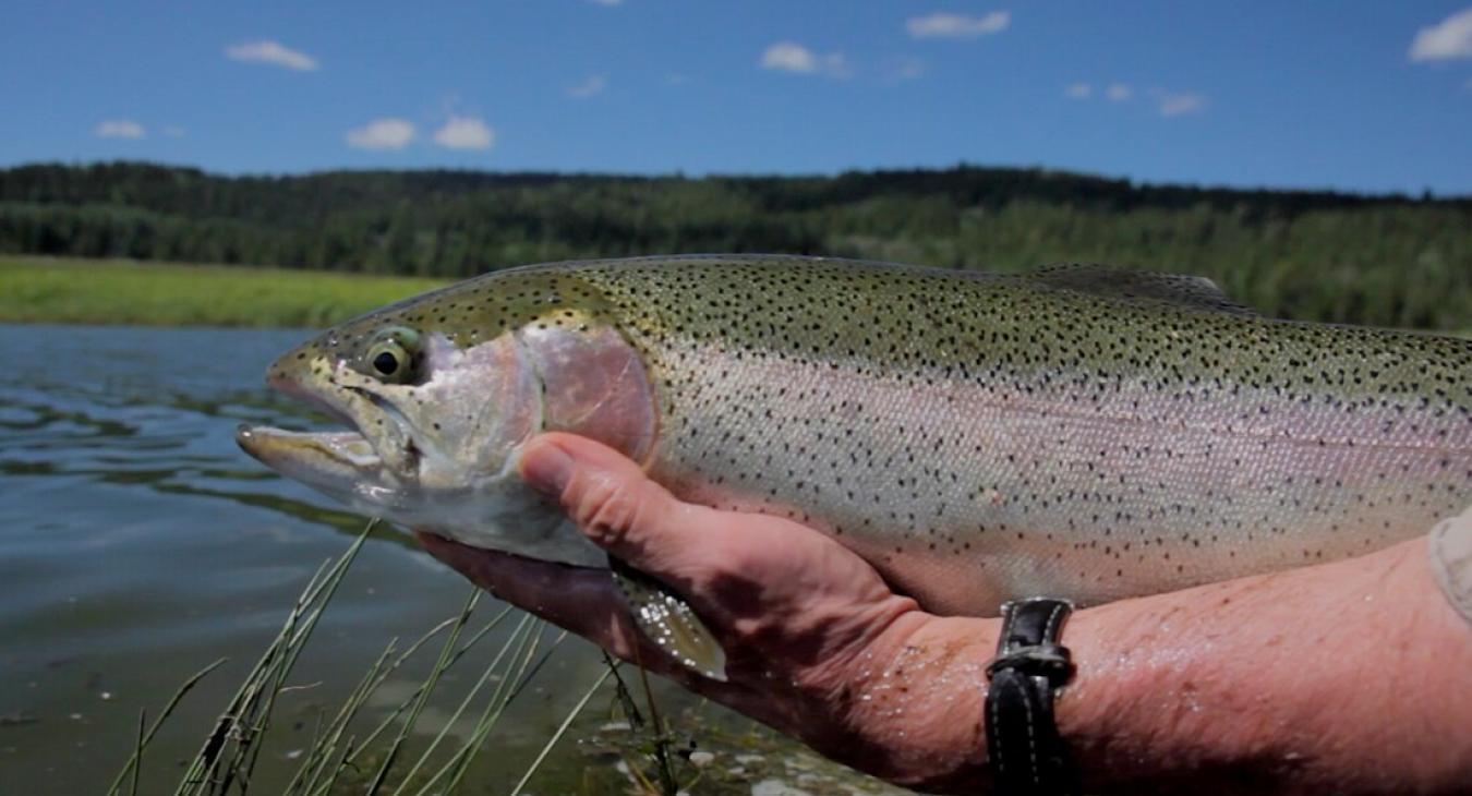 Fishing nearby.
