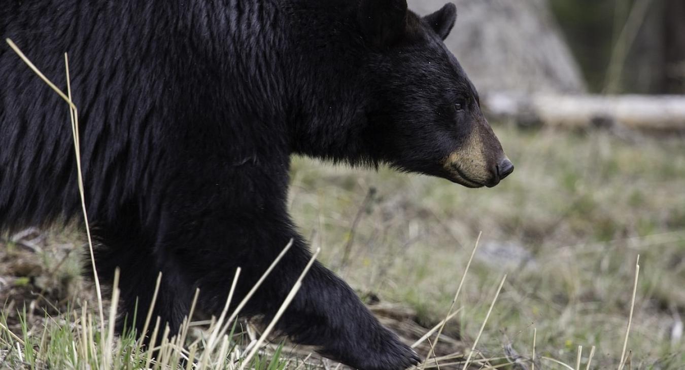 Wildlife you might see during your stay.