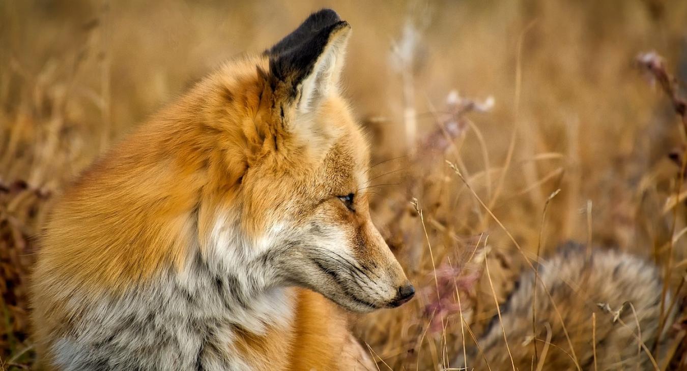 Wildlife you might see during your stay.
