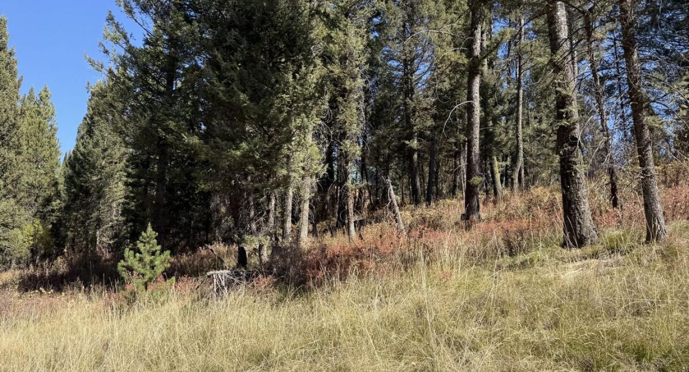Beautiful view of the forest just beyond.