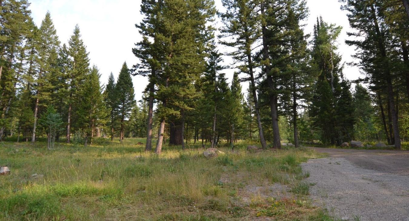Nestled in the towering pine trees.