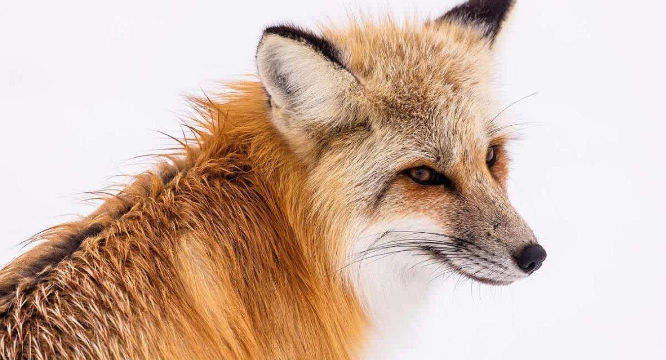 Wildlife you may encounter during your stay.