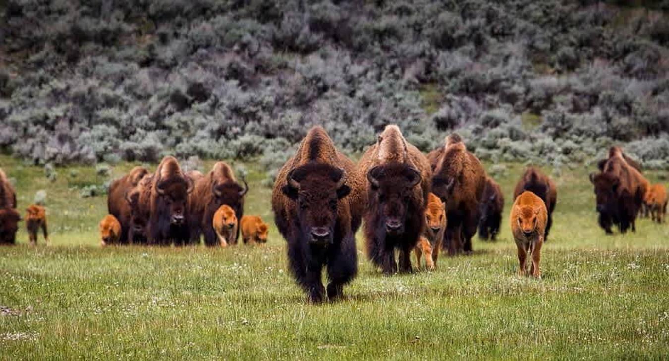 Wildlife that can be spotted in Island Park.