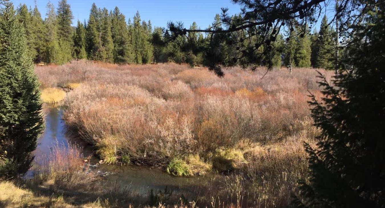 View from the back porch