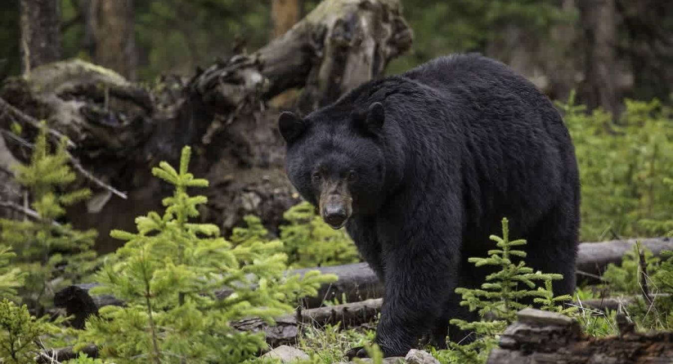 Bears can be spotted during your stay if you have a careful eye.