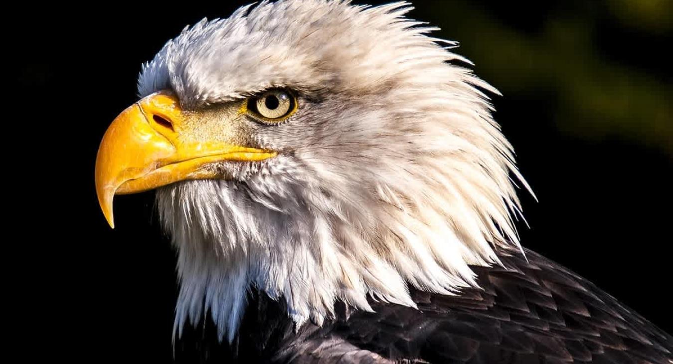 Wildlife you might see during your stay.