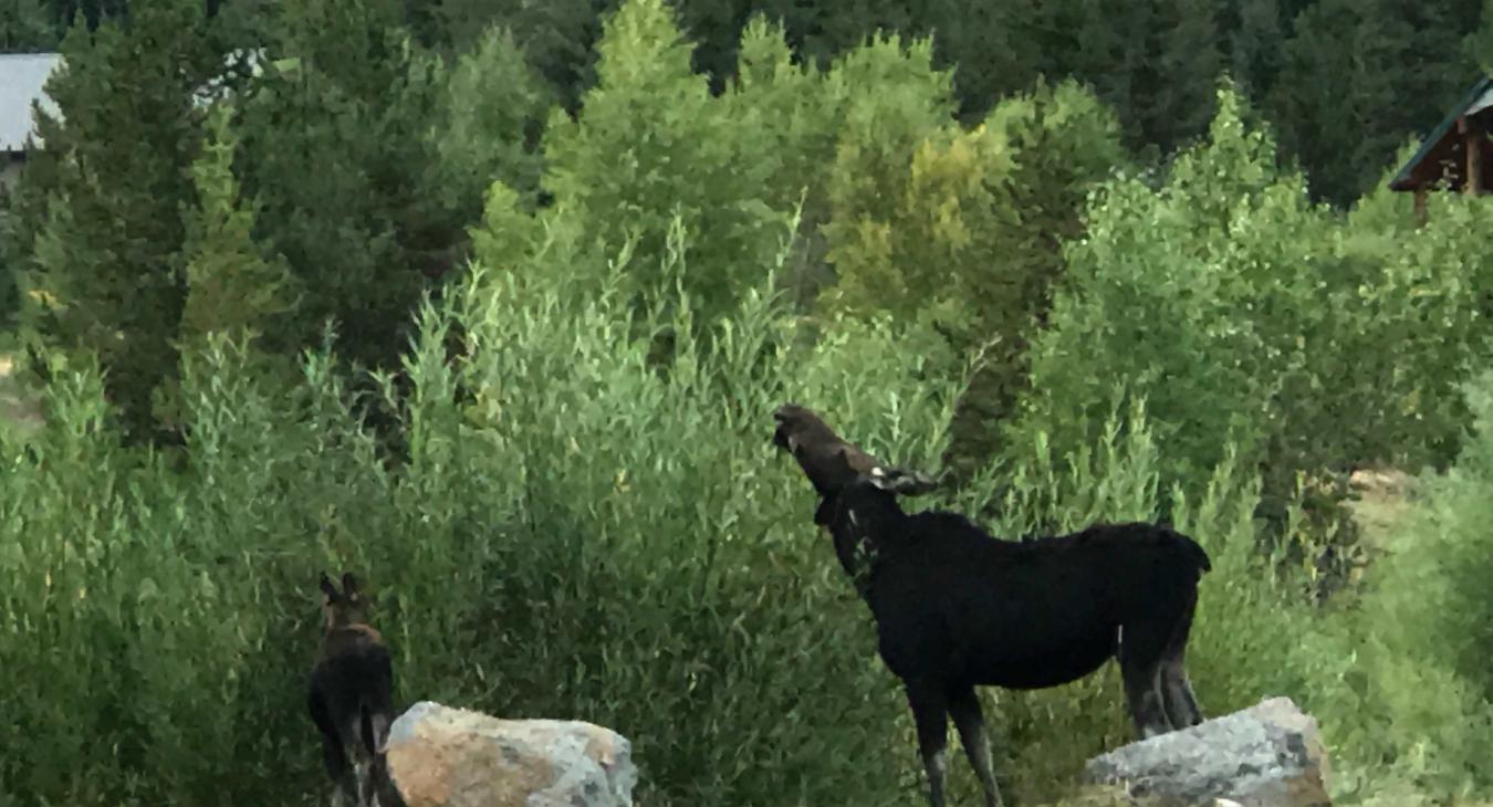 Keep your eye sharp. You may see a local moose.