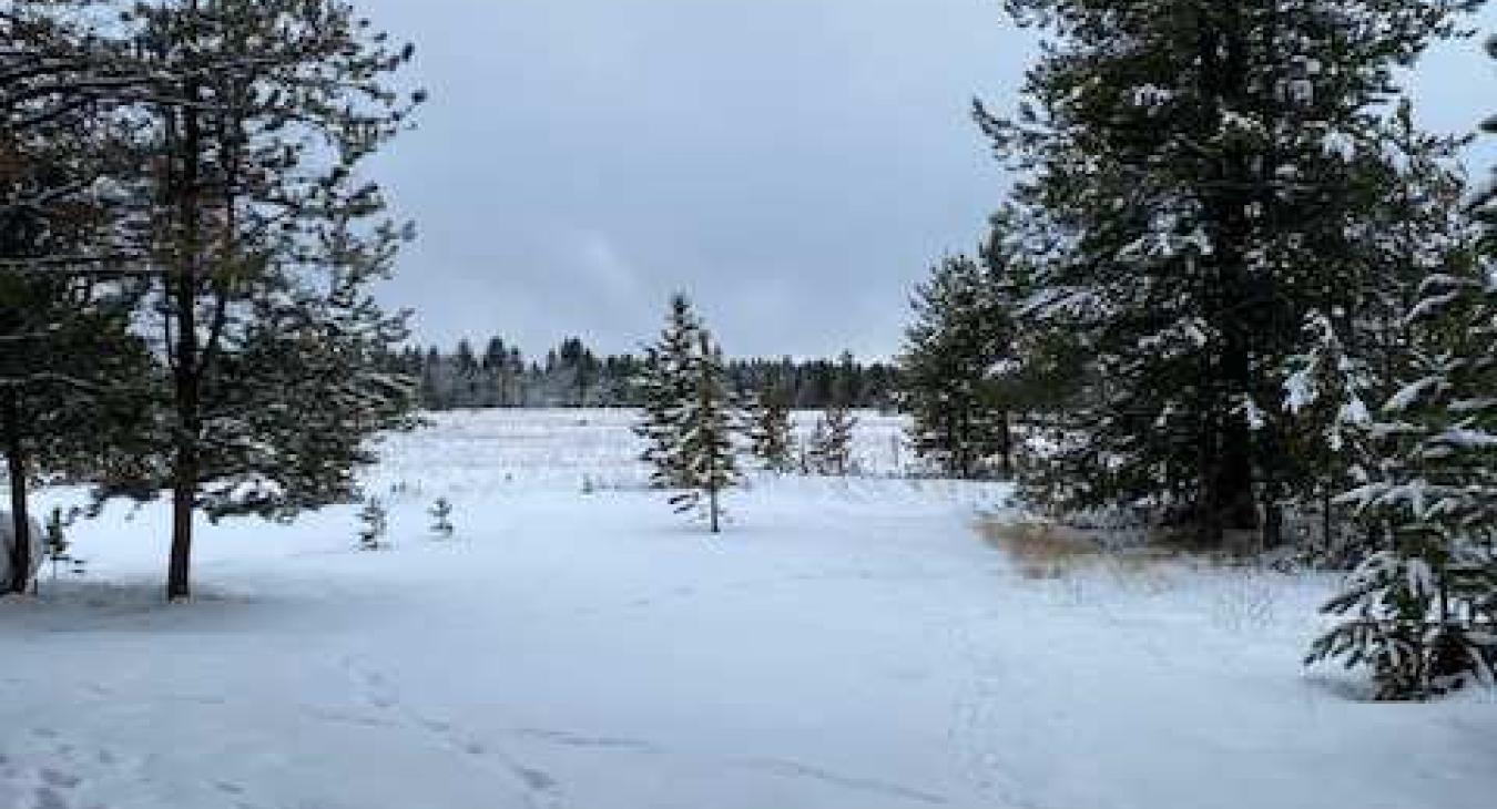 Wintery scene outside of the cabin.