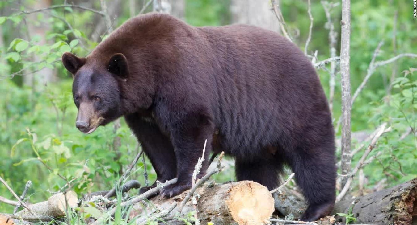 Animals that you might find nearby.