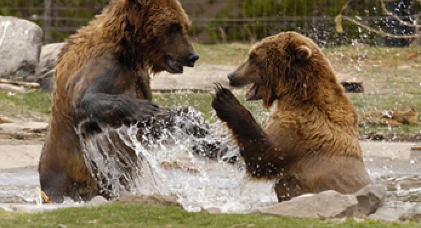 Grizzly & Wolf Discovery Center