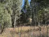 The cabin is surrounded by towering pine trees.