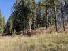 Beautiful view of the forest just beyond.