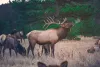 Wildlife that you may encounter nearby.