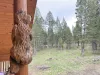 The bears keeping watch over the area.