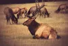 Elk can be spotted in Yellowstone Country also!