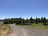 Lots of towering pine trees surround the cabin.