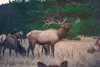 Scenic photos of animals you might see on your trip.