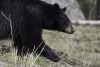 Wildlife you might see during your stay.