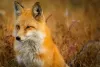 Wildlife you might encounter during your stay.
