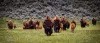 Wildlife that you may encounter nearby.