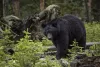Wildlife that you may encounter nearby.