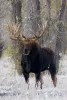 Wildlife you may see on your trip.
