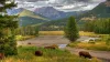 Buffalo in Yellowstone