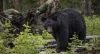 Wildlife that you might see during your stay.