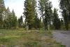 Nestled in the towering pine trees.