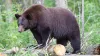 Wildlife that you might see on your trip.