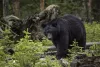 Bears can be spotted during your stay if you have a careful eye.