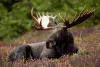 Wildlife that you may encounter on your trip.