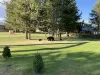 Large lawn located right next to the cabin to relax in the sun.