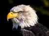Wildlife you might see during your stay.