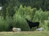 Keep your eye sharp. You may see a local moose.